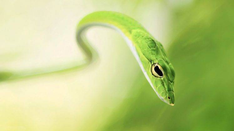 snake, Animals, Reptile HD Wallpaper Desktop Background