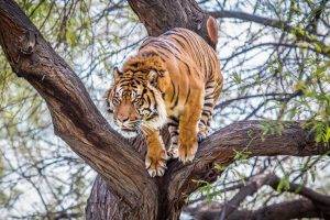 tiger, Animals, Wildlife, Trees