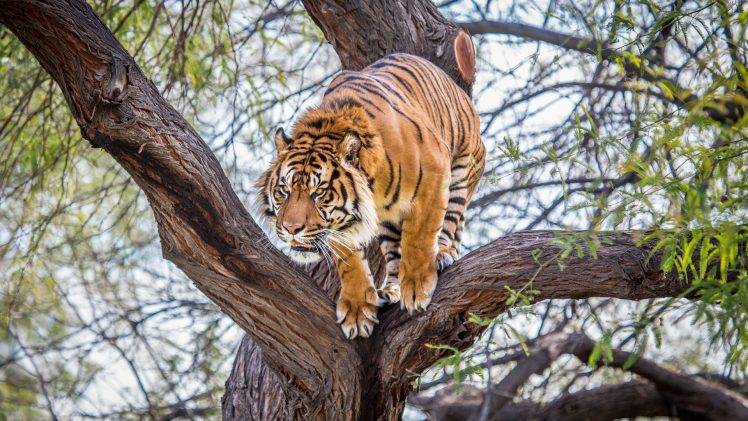 tiger, Animals, Wildlife, Trees HD Wallpaper Desktop Background