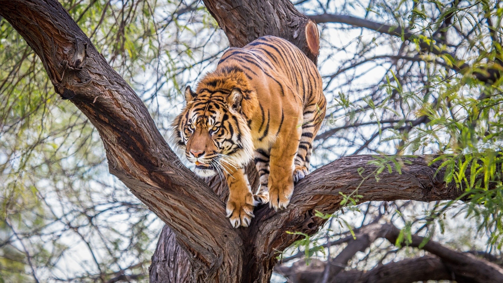 tiger, Animals, Wildlife, Trees Wallpaper