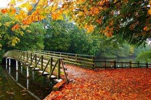 nature, Landscape, Leaves, Fall, Trees, Bridge, Walkway, River, Architecture, Overcast