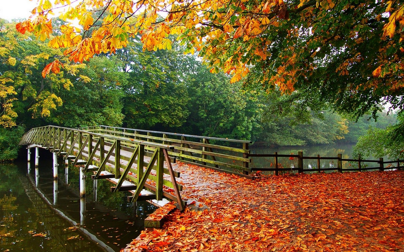 nature, Landscape, Leaves, Fall, Trees, Bridge, Walkway, River, Architecture, Overcast Wallpaper