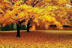 nature, Landscape, Trees, Leaves, Yellow, Fall, House, Grass