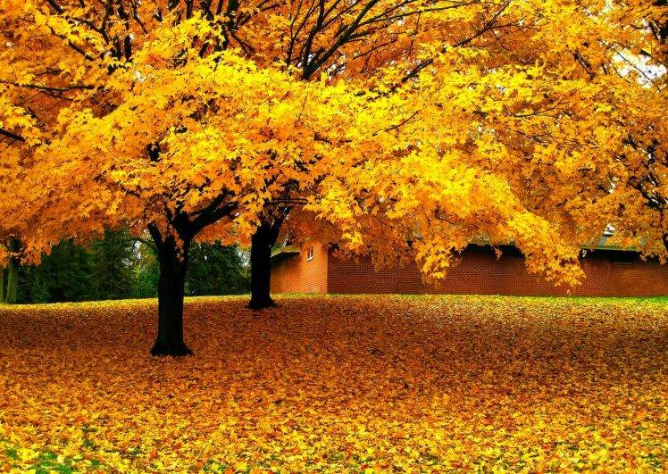 nature, Landscape, Trees, Leaves, Yellow, Fall, House, Grass HD Wallpaper Desktop Background