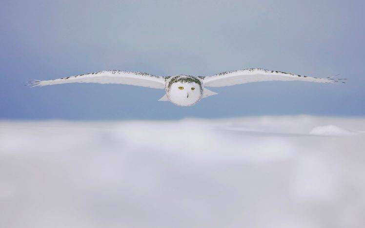 owl, Winter, Animals, Nature HD Wallpaper Desktop Background
