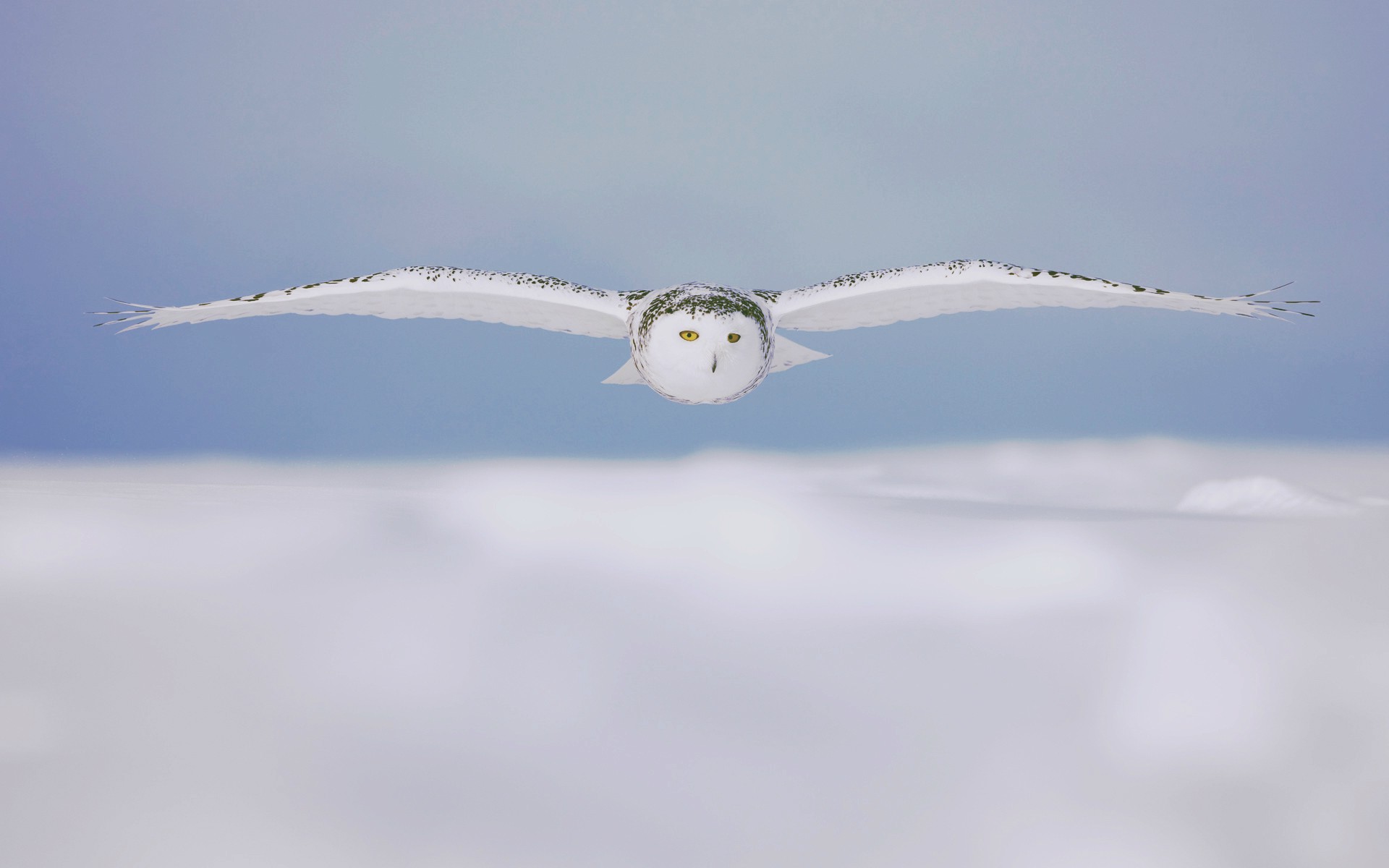 owl, Winter, Animals, Nature Wallpaper