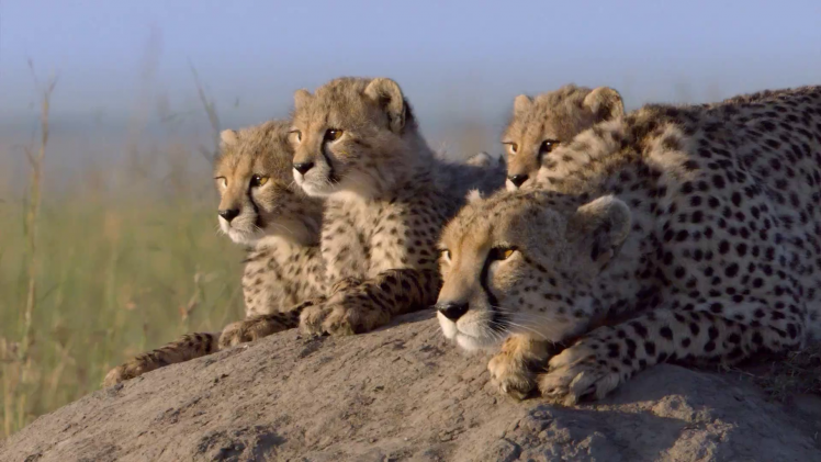 animals, Nature, Family, Baby Animals, Cheetahs HD Wallpaper Desktop Background