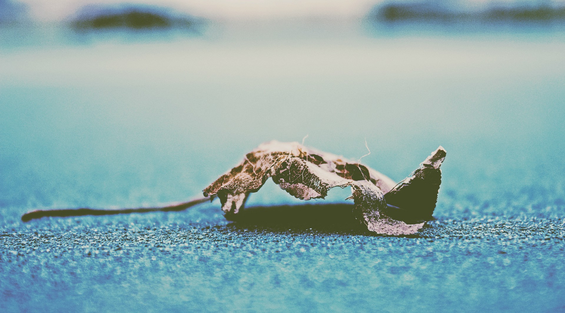 landscape, Leaves Wallpaper