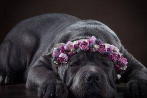 animals, Dog, Simple Background, Pet, Flowers, Rose
