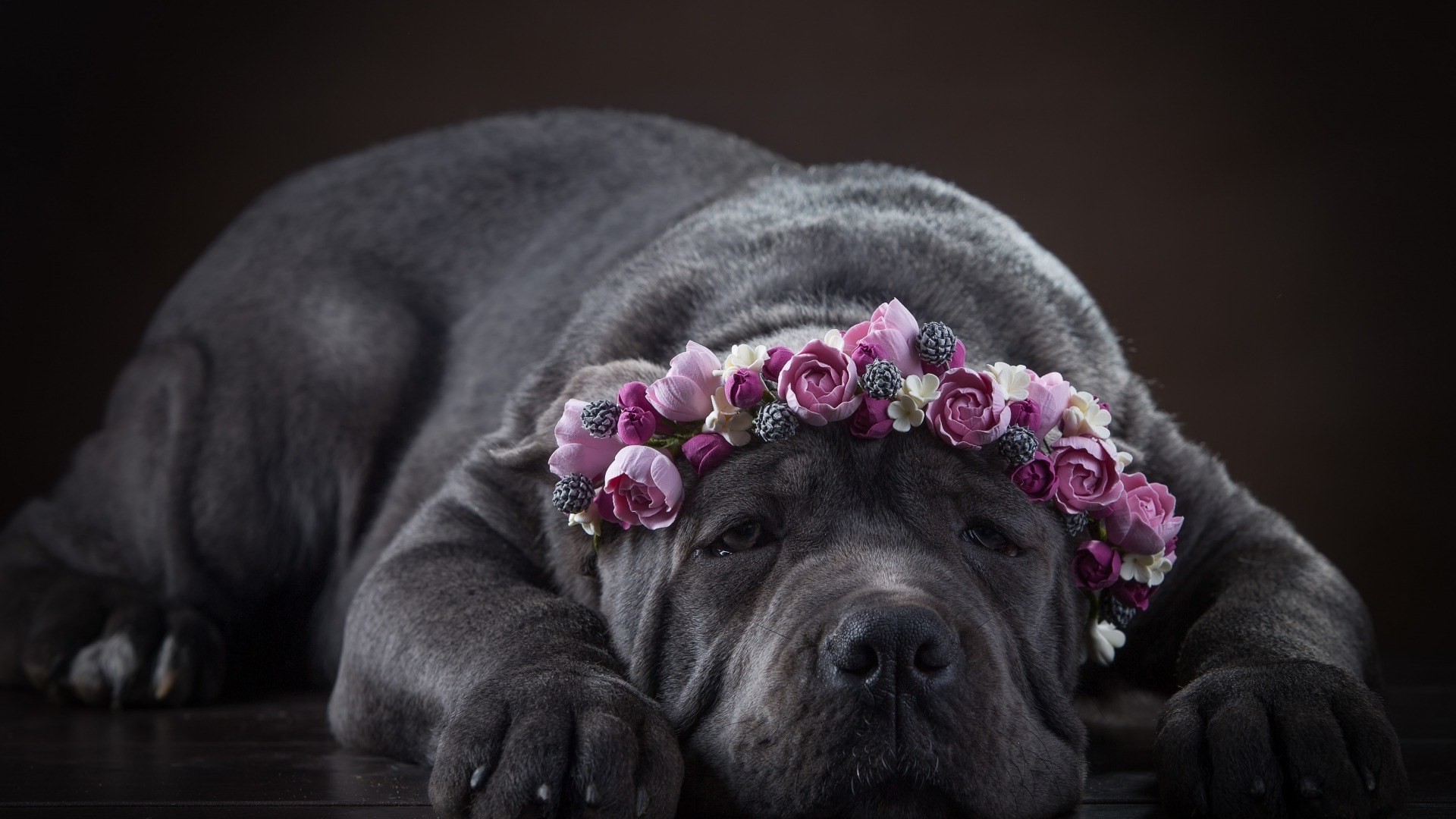 animals, Dog, Simple Background, Pet, Flowers, Rose Wallpaper