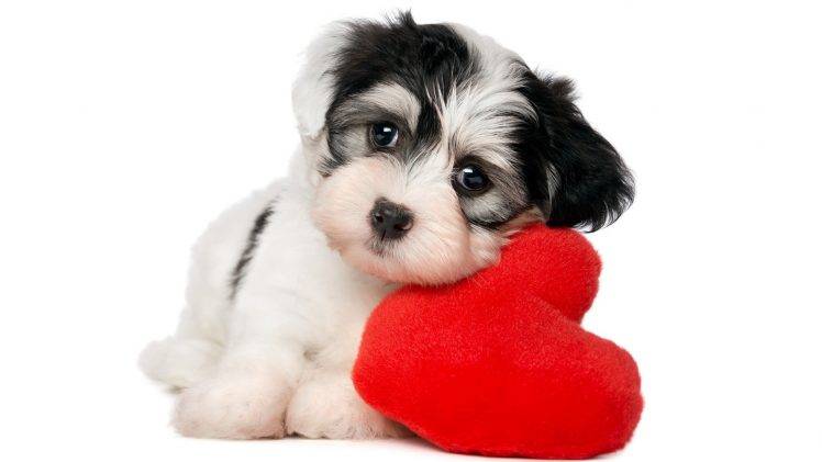 animals, Dog, Simple Background, Pet, Baby Animals, Hearts, White Background, Puppies HD Wallpaper Desktop Background