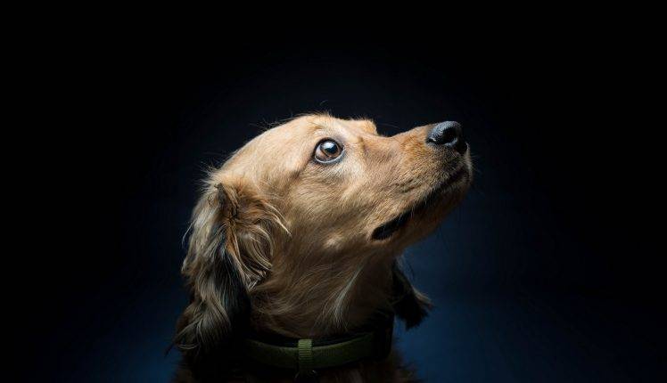animals, Dog, Simple Background, Pet HD Wallpaper Desktop Background