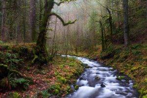 nature, Landscape, Forest, River, Leaves, Trees, Ferns, Mist, Moss, Fall, Daylight