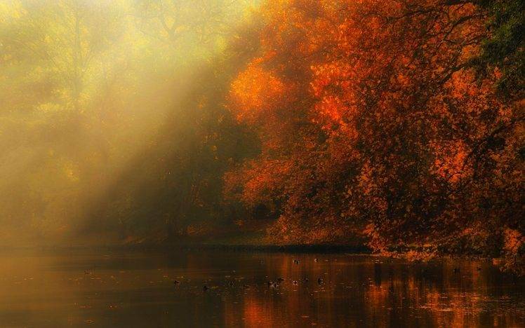 nature, Landscape, River, Forest, Fall, Mist, Sun Rays, Trees, Atmosphere, Sunlight, Leaves HD Wallpaper Desktop Background