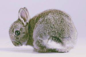 rabbits, Animals, Nature