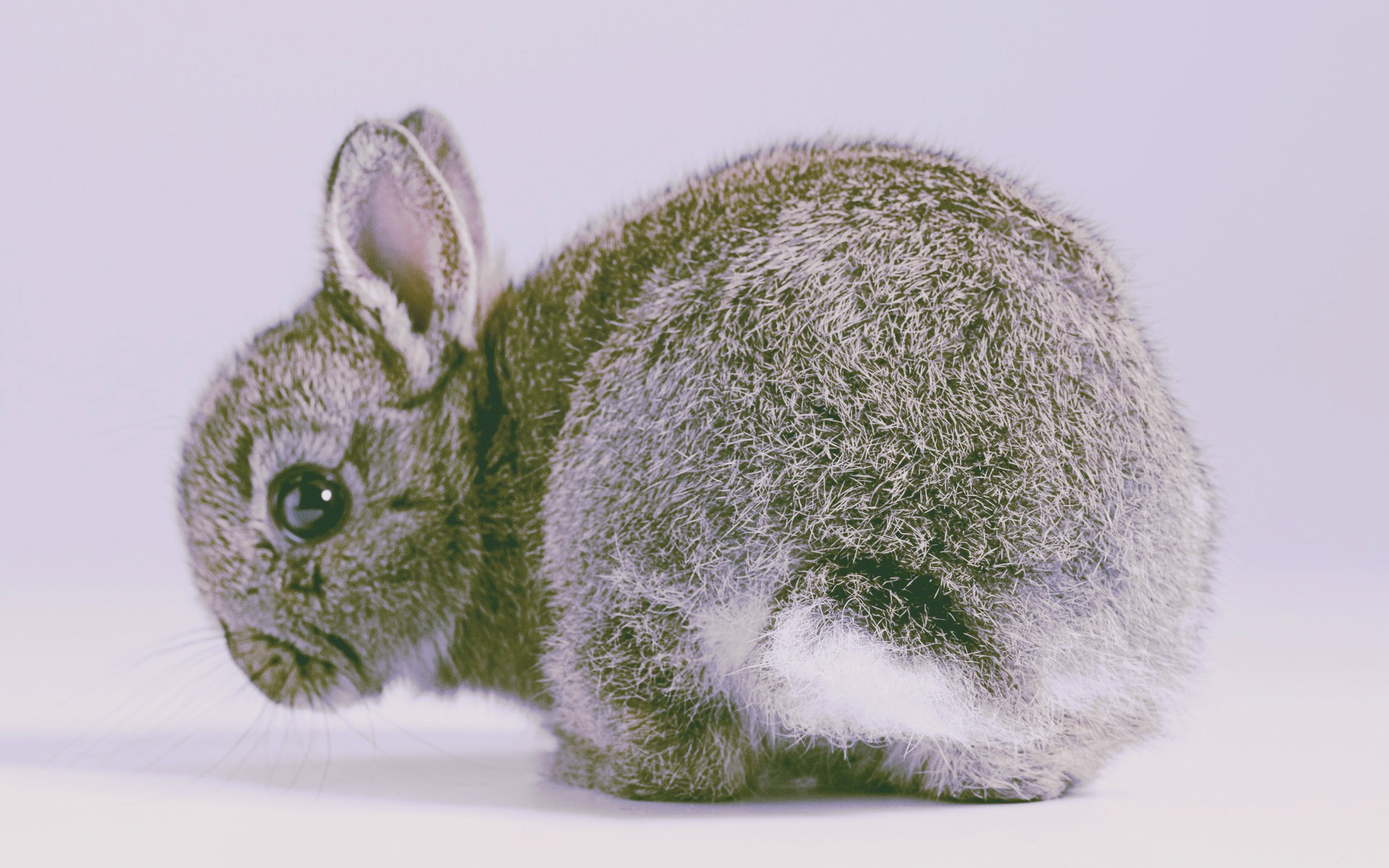 rabbits, Animals, Nature Wallpaper