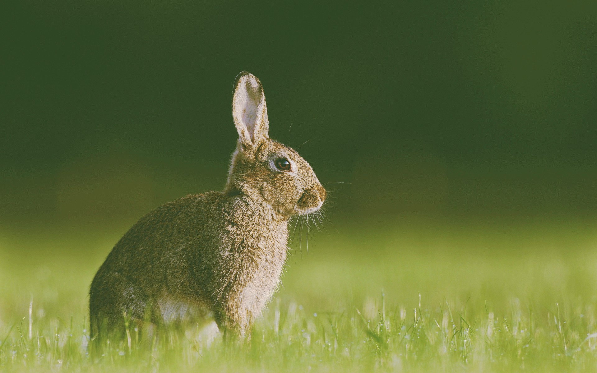 living nature rabbit