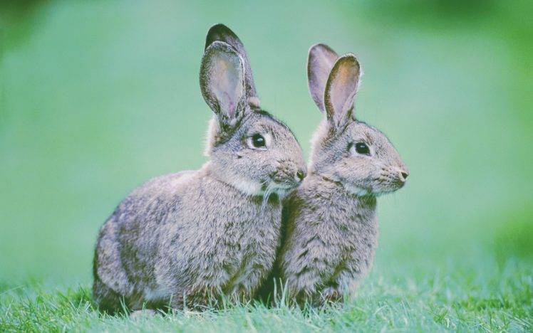 rabbits, Animals, Nature HD Wallpaper Desktop Background