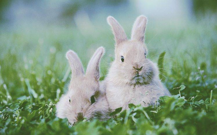 rabbits, Animals, Nature HD Wallpaper Desktop Background