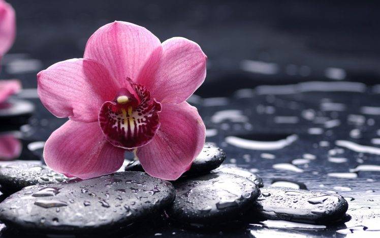 orchids, Purple, Flowers, Pebbles, Water Drops HD Wallpaper Desktop Background