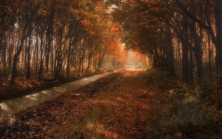 nature, Landscape, River, Forest, Bridge, Fall, Shadow, Trees, Netherlands, Leaves, Shrubs, Sunlight, Canal HD Wallpaper Desktop Background