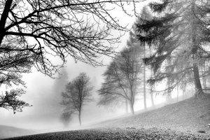 nature, Landscape, Monochrome, Forest, Morning, Winter, Mist, Peace, Trees, Cold, Frost