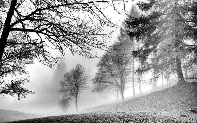 nature, Landscape, Monochrome, Forest, Morning, Winter, Mist, Peace, Trees, Cold, Frost HD Wallpaper Desktop Background