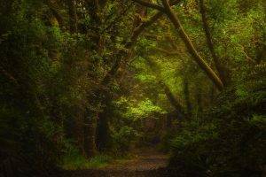 nature, Forest, Path, Green, Shrubs, Landscape, Ireland, Ferns, Daylight, Trees