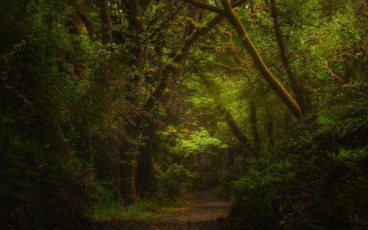 nature, Forest, Path, Green, Shrubs, Landscape, Ireland, Ferns, Daylight, Trees HD Wallpaper Desktop Background