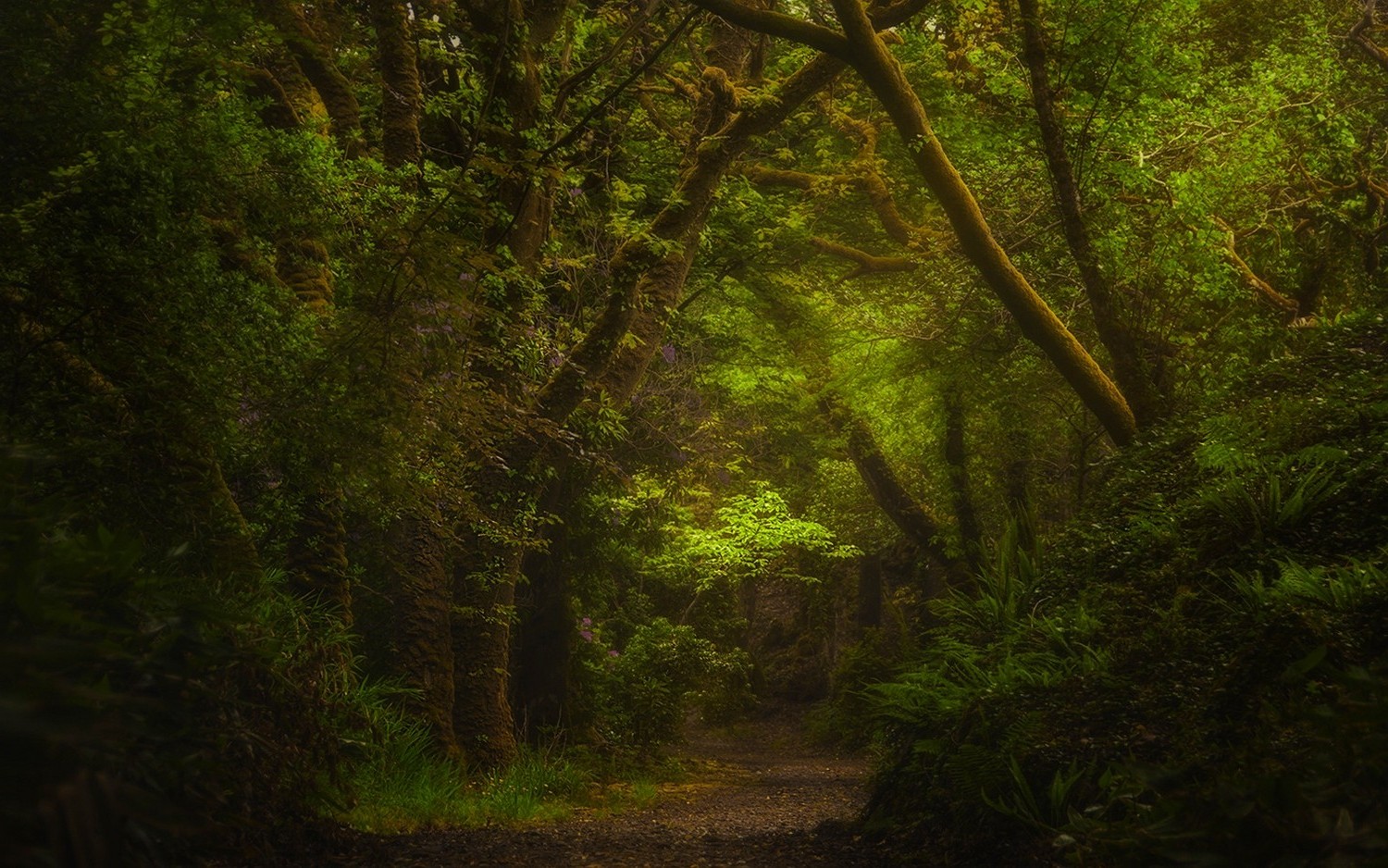 nature, Forest, Path, Green, Shrubs, Landscape, Ireland, Ferns, Daylight, Trees Wallpaper