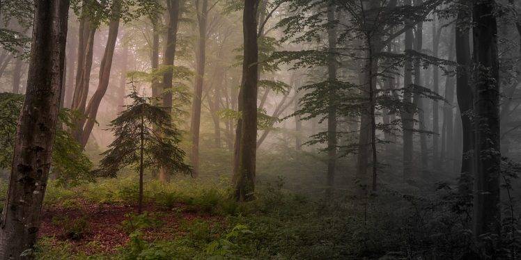 nature, Landscape, Mist, Forest, Sunrise, Trees, Shrubs, Morning HD Wallpaper Desktop Background