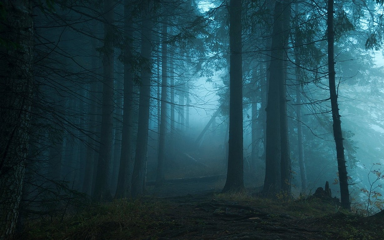 nature, Landscape, Sunrise, Blue, Mist, Forest, Path, Grass, Trees