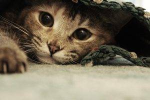 cat, Animals, Carpets, Ben Torode
