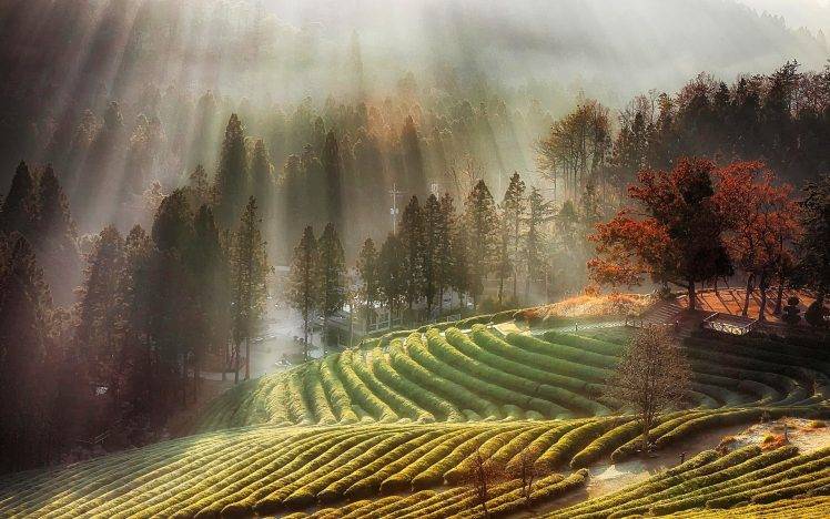 nature, Landscape, Fall, Morning, Mist, Trees, Tea, Field, Farm, Sun Rays, South Korea HD Wallpaper Desktop Background