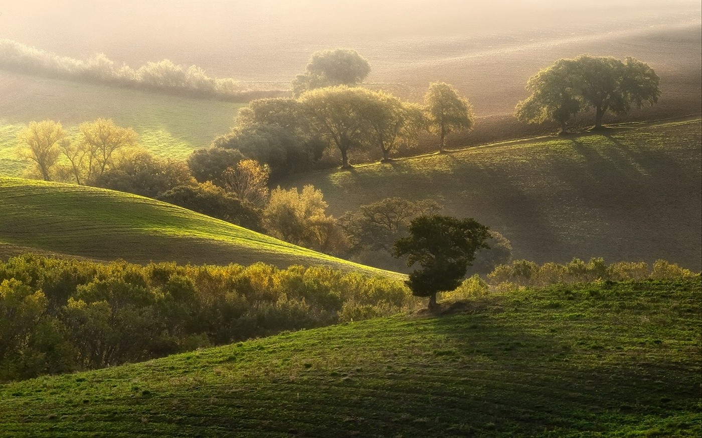 nature, Landscape, Sunrise, Grass, Trees, Mist, Field, Morning, Green Wallpaper