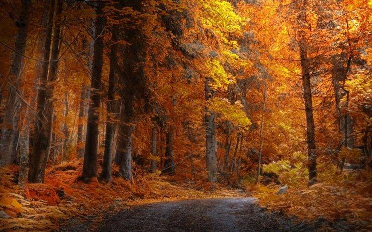 landscape, Nature, Fall, Forest, Road, Yellow, Trees, Daylight HD Wallpaper Desktop Background