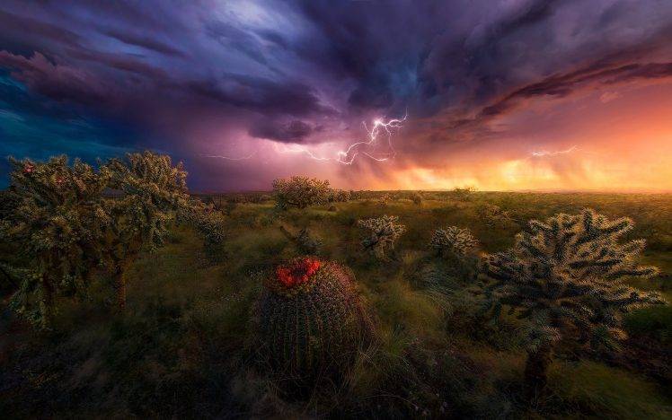 nature, Landscape, Lightning, Storm, Shrubs, Grass, Sky, Clouds, Colorful, Cactus, Wildflowers, Arizona HD Wallpaper Desktop Background