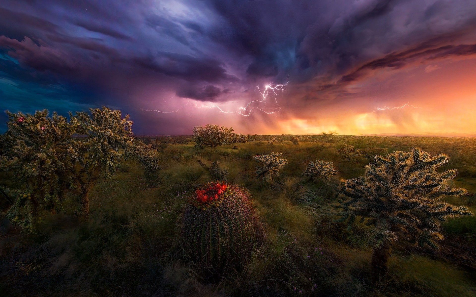 nature, Landscape, Lightning, Storm, Shrubs, Grass, Sky, Clouds, Colorful, Cactus, Wildflowers, Arizona Wallpaper