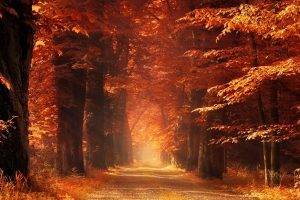 nature, Landscape, Sun Rays, Mist, Dirt Road, Dry Grass, Forest, Fall, Morning, Sunlight, Trees, Amber, Leaves, Path