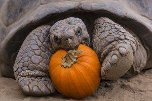 nature, Animals, Turtle, Eating, Pumpkin, Sand, Closeup, Depth Of Field, Tortoises