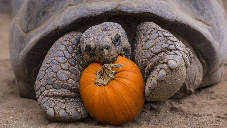 nature, Animals, Turtle, Eating, Pumpkin, Sand, Closeup, Depth Of Field, Tortoises HD Wallpaper Desktop Background