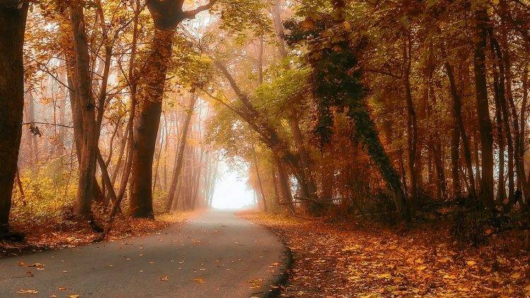 nature, Landscape, Fall, Forest, Road, Mist, Daylight, Leaves, Trees HD Wallpaper Desktop Background