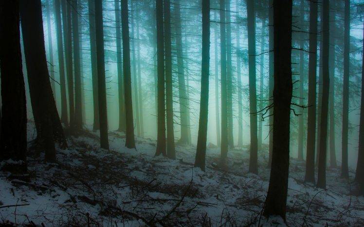nature, Landscape, Snow, Forest, Mist, Hill, Sunrise, Winter, Cold, Trees, Italy, Atmosphere HD Wallpaper Desktop Background