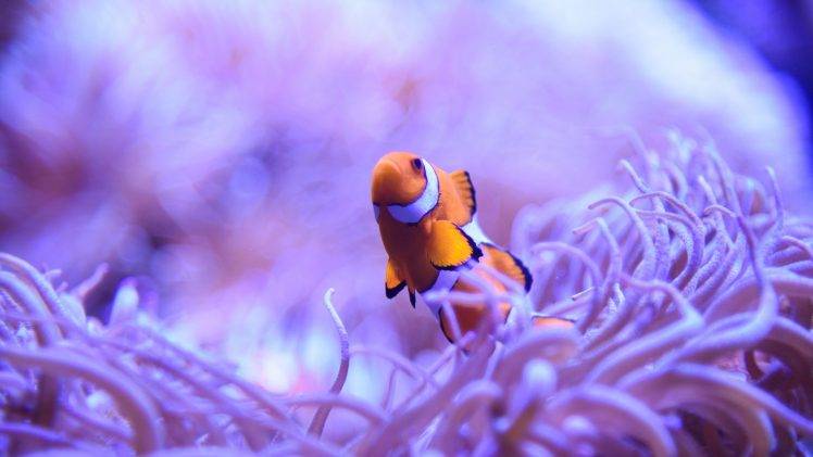 animals, Macro, Nature, Fish HD Wallpaper Desktop Background