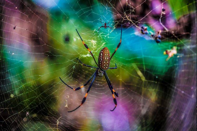 animals, Macro, Nature, Spider HD Wallpaper Desktop Background