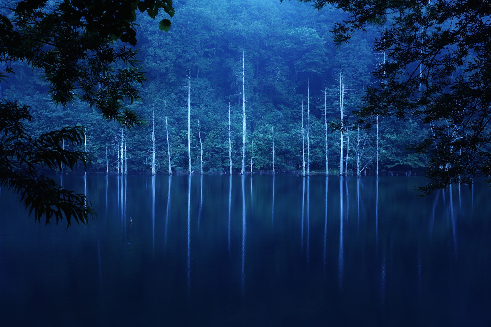 forest, Trees, Lake, Landscape Wallpaper