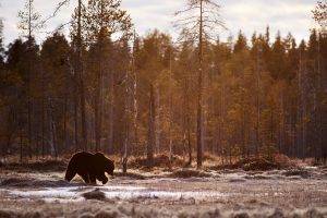 bears, Animals, Mammals, Trees, Landscape