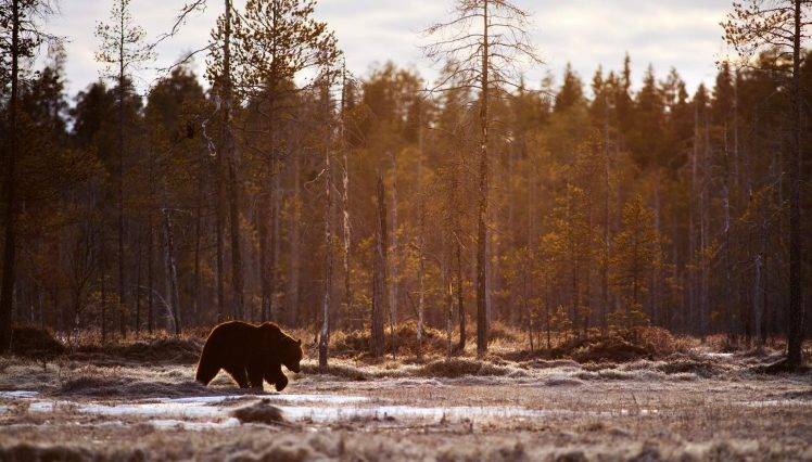 bears, Animals, Mammals, Trees, Landscape HD Wallpaper Desktop Background