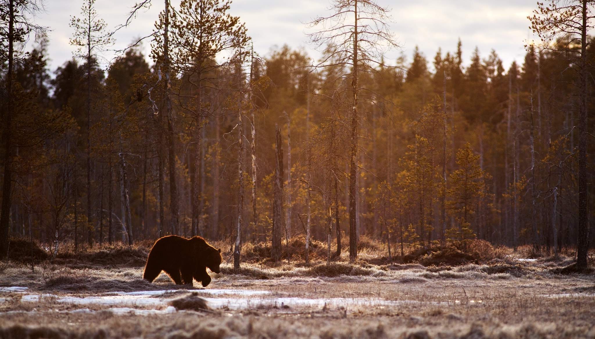 bears, Animals, Mammals, Trees, Landscape Wallpaper