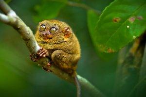 monkeys, Animals, Branch, Lemur